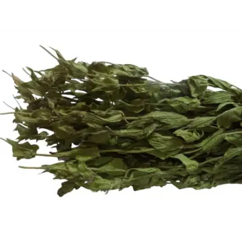 Adaçayı Alanya-antalya Dmt