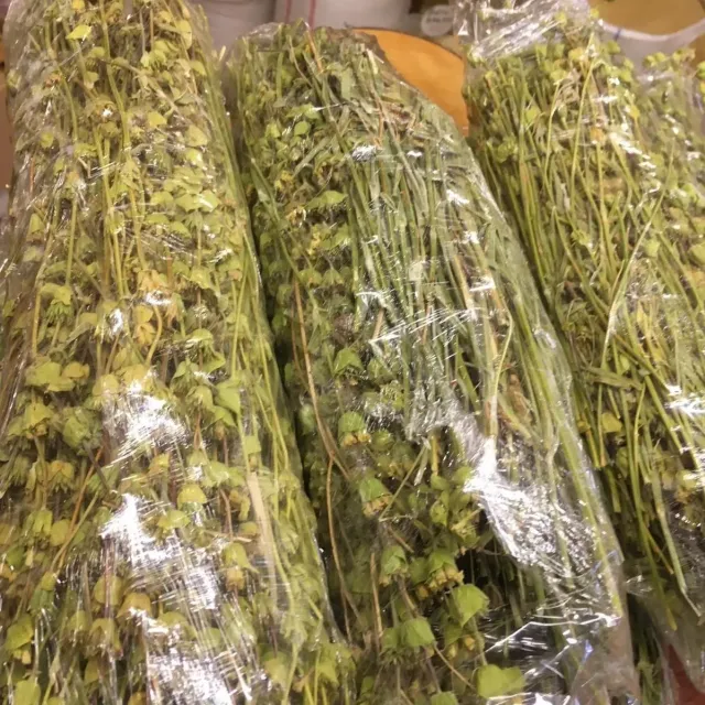 Dağ Melisa Otu Demet