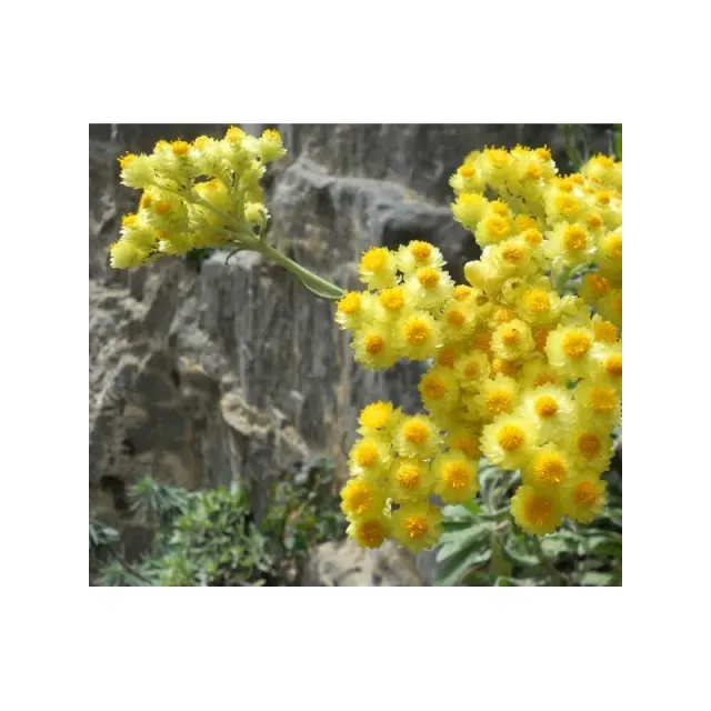 Sarı Solmaz Öğütülmüş-toz