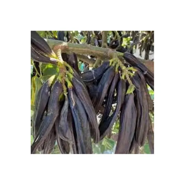 Köylüoğlu Keçiboynuzu Tane Mor Koli 12 Kglik