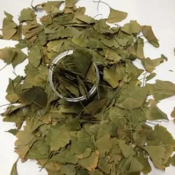 Ginkgo Biloba Yaprak