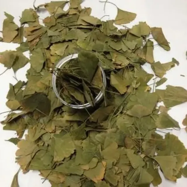 Ginkgo Biloba Yaprak