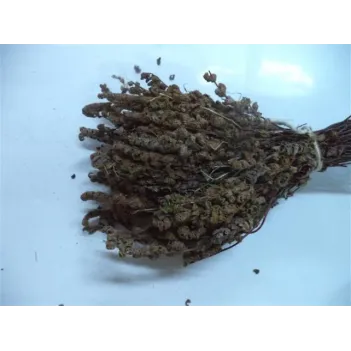 Altın Otu Kahverengi Demet