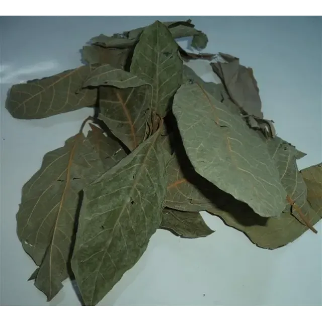 Avokado Yaprağı 100 GR