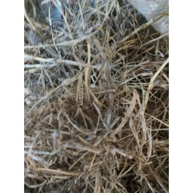 Ayrık Otu Kökü-çatal Otu-rhizoma Graminis