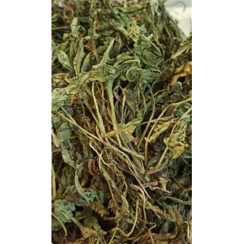 Karahindiba-taraxacum Officinale