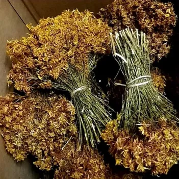 Kantaron Otu Sarı Demet