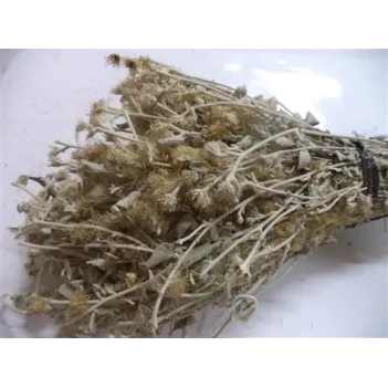 Kaya Oğul Otu Demet