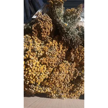 Solucan Otu Demet-tanacetum Vulgare