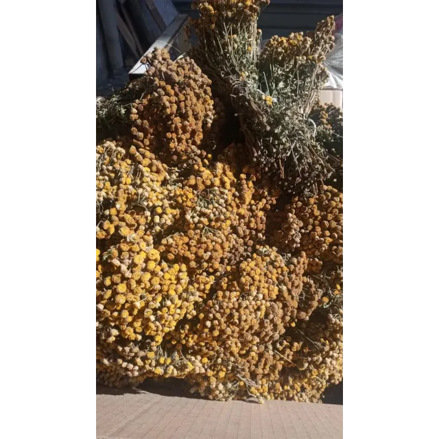 Solucan Otu Demet-tanacetum Vulgare