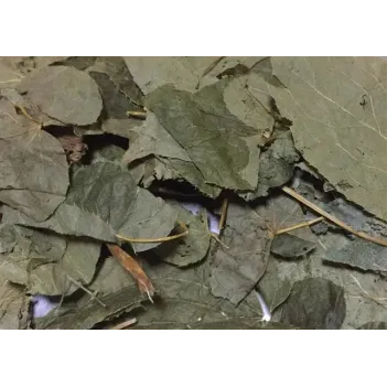 Azgın Tekke-keşiş Külahı-epimedyum Bitki