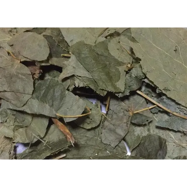 Azgın Tekke-keşiş Külahı-epimedyum Bitki