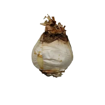 Ada Soğanı 5000 GR