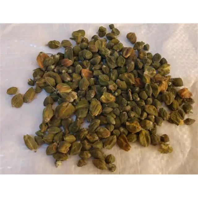 Kapari  Kurusu Yerli