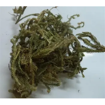 Kurt Pençesi-kibrit Otu-kurt Ayağı 500 GR