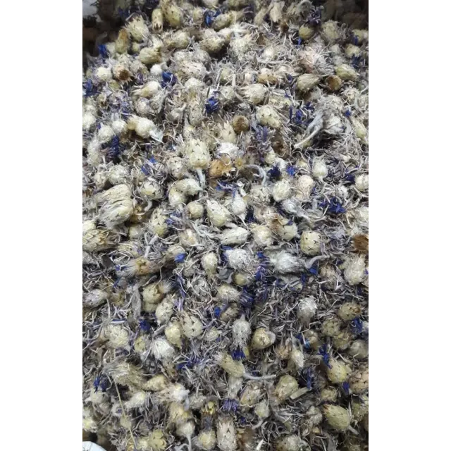 Peygamber Çiçeği-mavi Kantaron