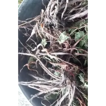 Kuzu Kulağı Kökü