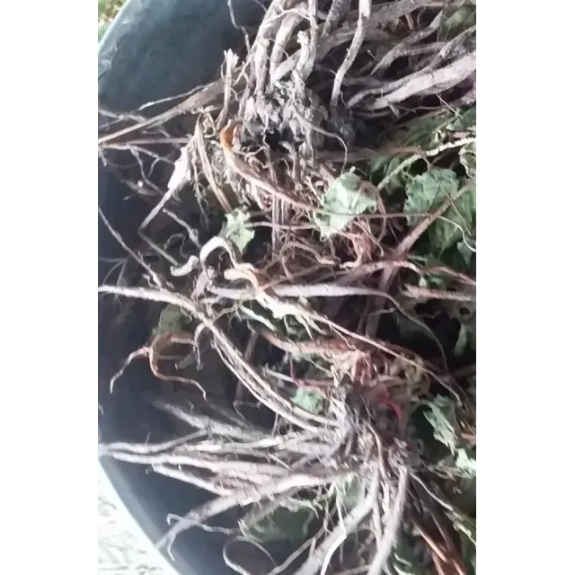 Kuzu Kulağı Kökü