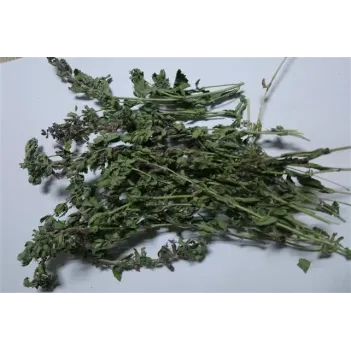 Çıban Otu-kırmızı Kısa Mahmut