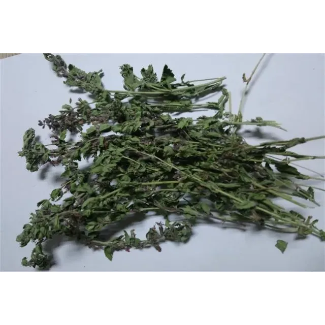 Çıban Otu-kırmızı Kısa Mahmut