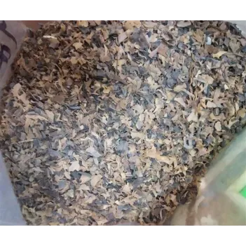 Deniz Kadayıfı İthal