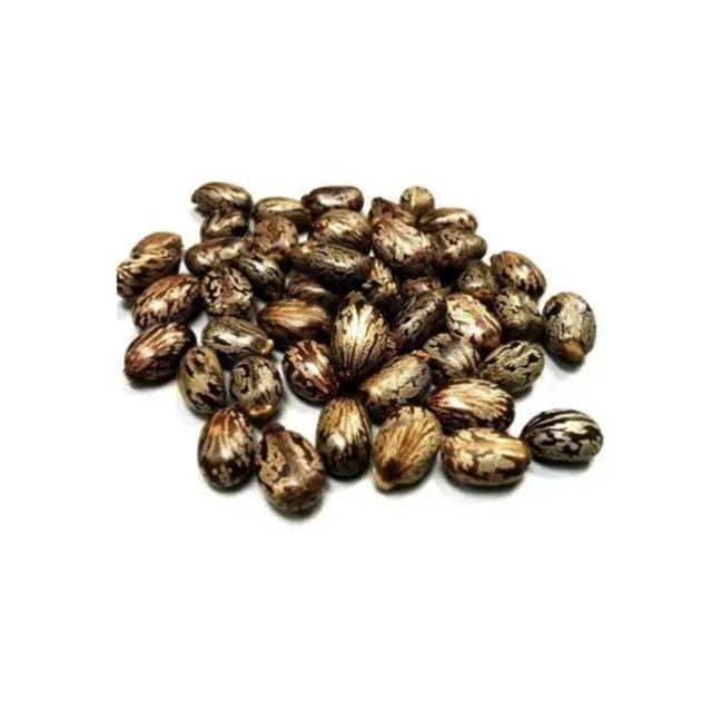 Abdülselam Fıstığı-hint Yağı Tohumu