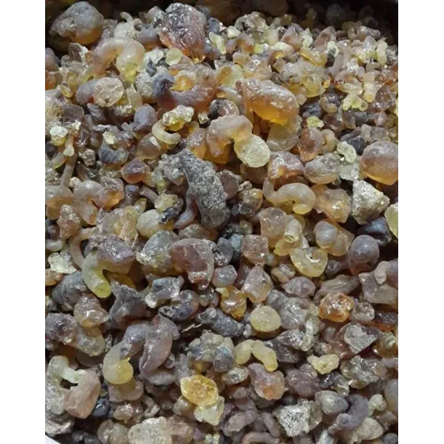 Zamkarabı (arap Zamkı)-akasya Gamı