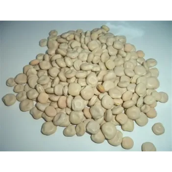 Acı Bakla-termiye-yahudi Baklası