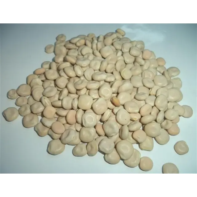 Acı Bakla-termiye-yahudi Baklası