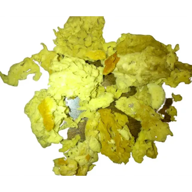 Deniz Süngeri İri Koyu Renkli