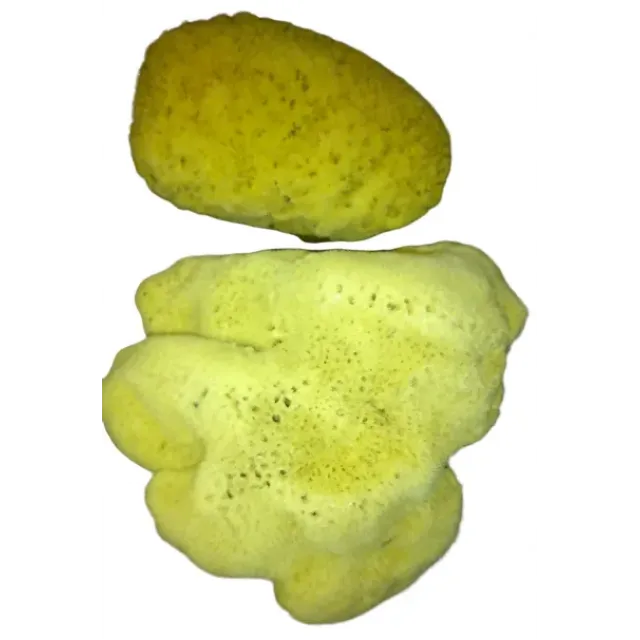 Deniz Süngeri Sarı Kilo