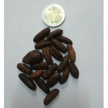 Hurma Çekirdeği Kavrulmuş Tane