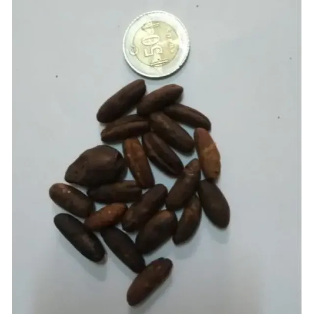 Hurma Çekirdeği Kavrulmuş Tane