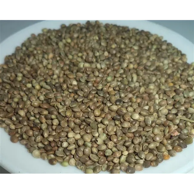 Kenevir Tohumu-kendir-çedene