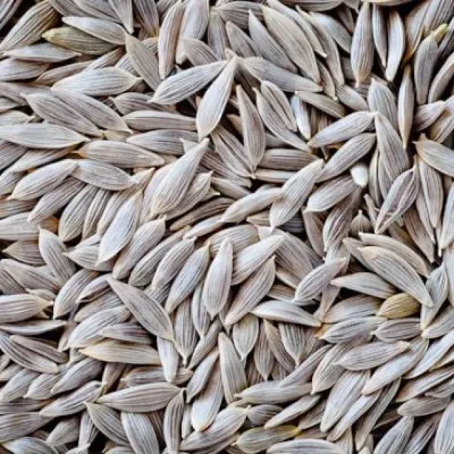 Marul Tohumu Beyaz 100 GR